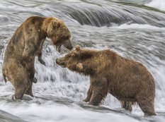 Alyaska ayıları - FOTOSESSİYA