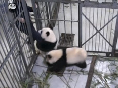 Dünyanın ən şirin pandası - VİDEO