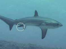 Bu, bir köpəkbalığı nağılı - FOTO