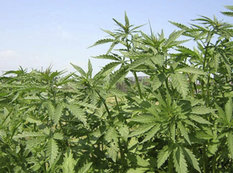 Şahdağ Milli Parkında narkotik bitki aşkar olundu
