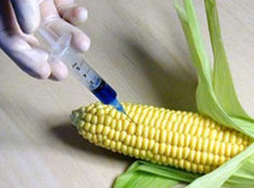 Nazirlik GMO-larla bağlı analizlər apara biləcək