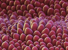 Güllər mikroskop altında - FOTOSESSİYA