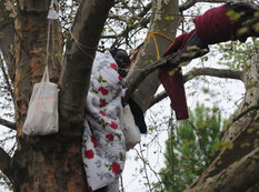 Qaçqın qadın 4 gündür ağacda yaşayır - FOTO