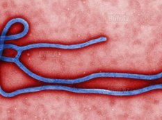 Ebola virus - Jul 2014