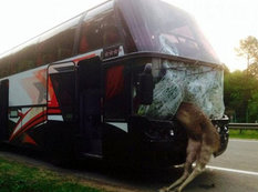 Avtobusda İblis rəqəmi yazıldı - FOTO