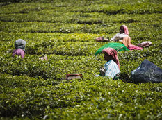 Hindistanın çay plantasiyalarında - FOTOSESSİYA