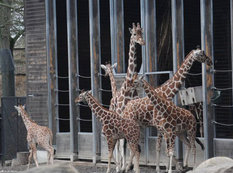 Zooparkda vəhşilik: balanı öldürüb şirlərə yedirtdilər - VİDEO - FOTO