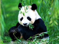 Sevimli pandalar - FOTOSESSİYA