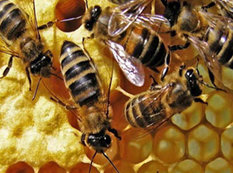 Göyçaylı fermer arı südü istehsal edir