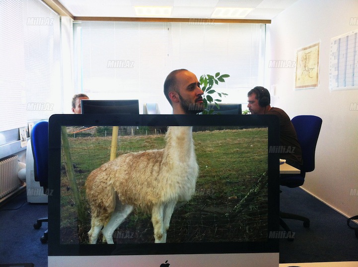 Ofis işçilərinin yeni əyləncəsi - FOTO