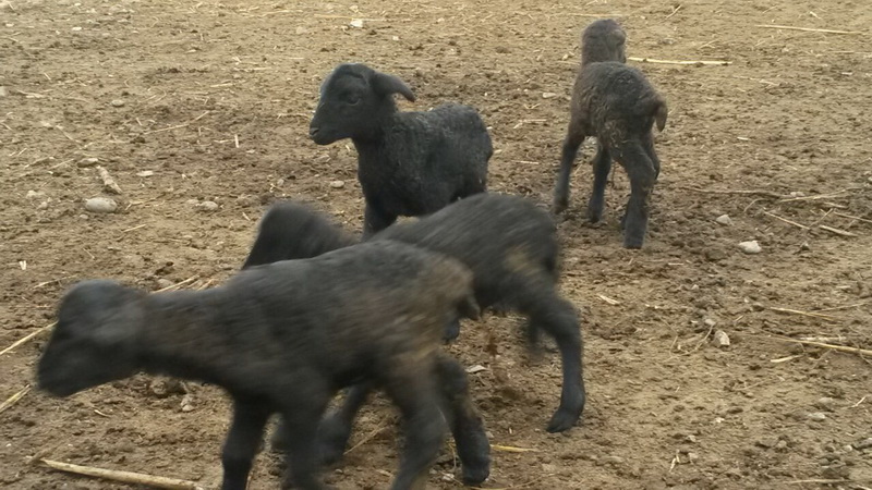 Azərbaycanda qoyun 4 bala verdi - FOTO