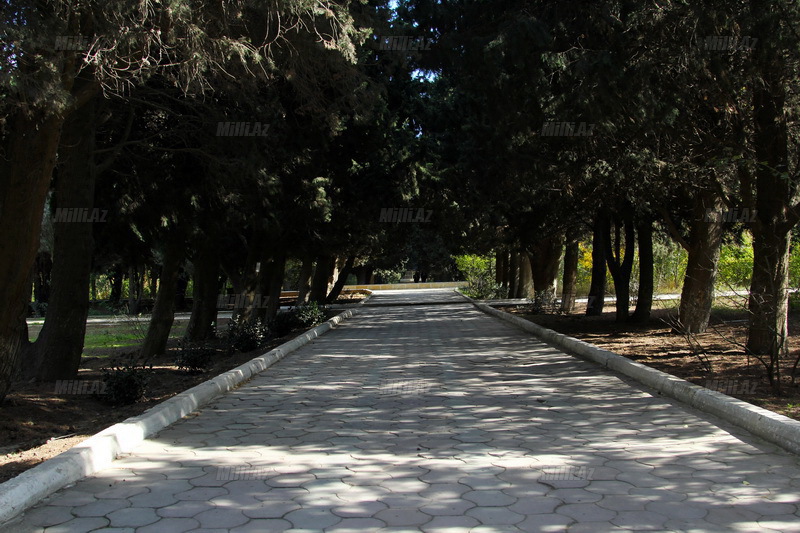 Bakıda ağacların insanla dərdləşdiyi yer var - FOTOSESSİYA