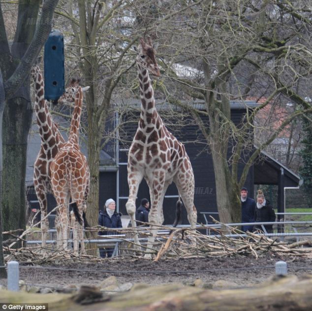 Zooparkda vəhşilik: balanı öldürüb şirlərə yedirtdilər - VİDEO - FOTO