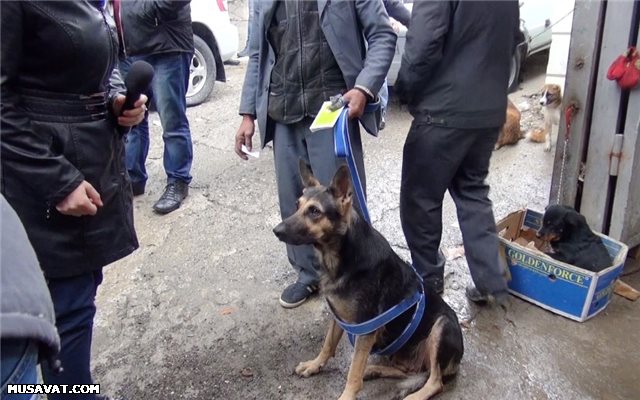 Bakıda satılanların hürdüyü yer - FOTO