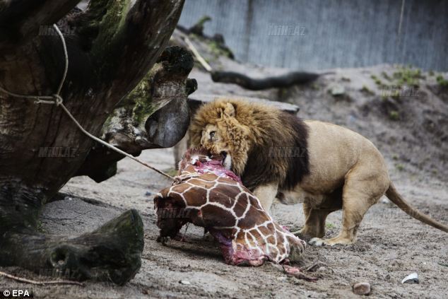 Zooparkda vəhşilik: balanı öldürüb şirlərə yedirtdilər - VİDEO - FOTO