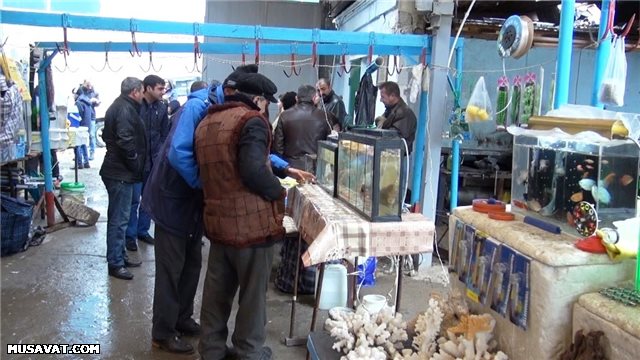 Bakıda satılanların hürdüyü yer - FOTO