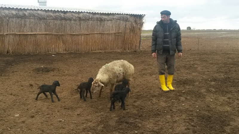 Azərbaycanda qoyun 4 bala verdi - FOTO