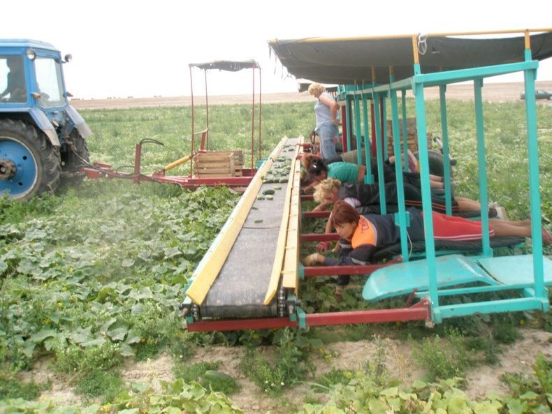 Uzanıb pul qazanmaq buna deyərlər - FOTO