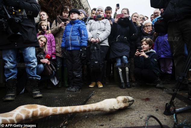 Zooparkda vəhşilik: balanı öldürüb şirlərə yedirtdilər - VİDEO - FOTO