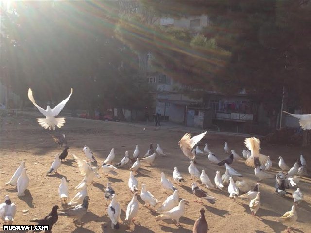 Brejnev üçün quş uçuran Vitalinin ilginc hekayəti - FOTO