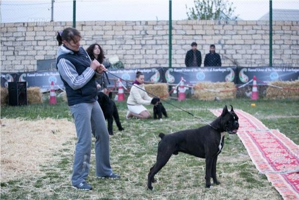 Gəncədə it sərgisi keçirildi - FOTO