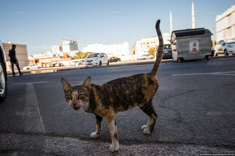 Bakı əsla Dubay olmasın - FOTO