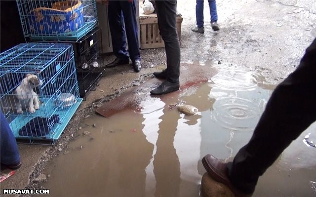 Bakıda satılanların hürdüyü yer - FOTO