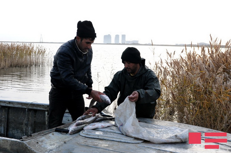 Xəzər balıqçılarının bir günü REPORTAJ - FOTO