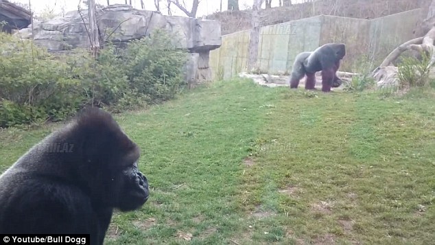 Erkək qorilla balaca qıza hücum etdi - VİDEO - FOTO +18