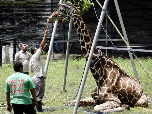 Ölüm düşərgəsinə dönən zoopark - FOTOSESSİYA