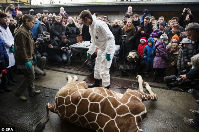 Zooparkda vəhşilik: balanı öldürüb şirlərə yedirtdilər - VİDEO - FOTO