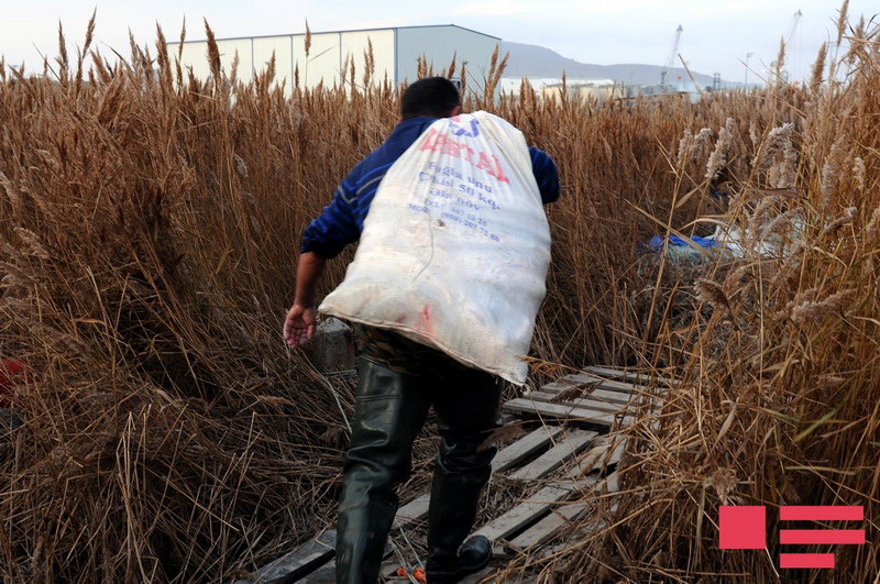 Xəzər balıqçılarının bir günü REPORTAJ - FOTO