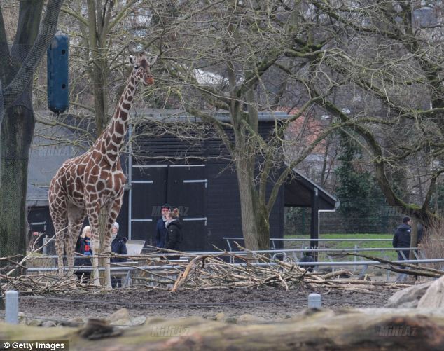 Zooparkda vəhşilik: balanı öldürüb şirlərə yedirtdilər - VİDEO - FOTO