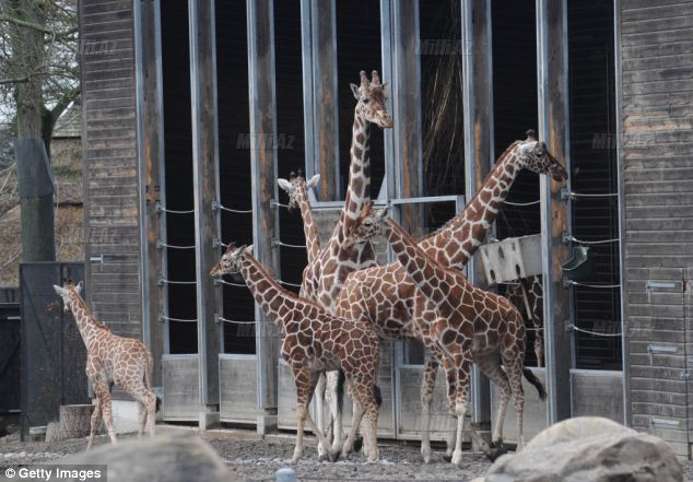 Zooparkda vəhşilik: balanı öldürüb şirlərə yedirtdilər - VİDEO - FOTO