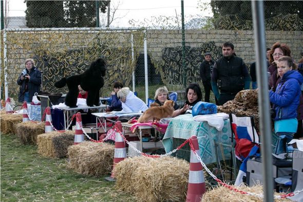 Gəncədə it sərgisi keçirildi - FOTO