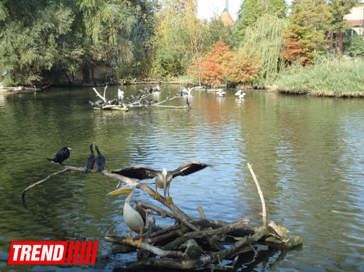 "Poza verən" heyvanlar... - FOTO