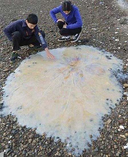 Bu dəniz canlısı görənləri heyrətə saldı - FOTO