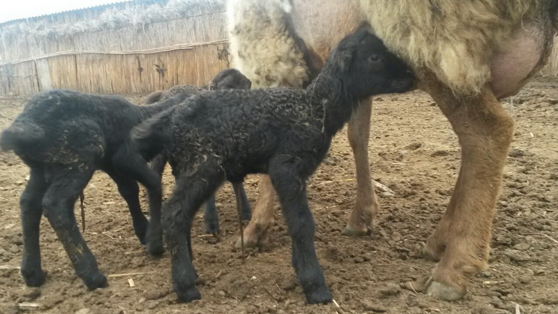 Azərbaycanda qoyun 4 bala verdi - FOTO