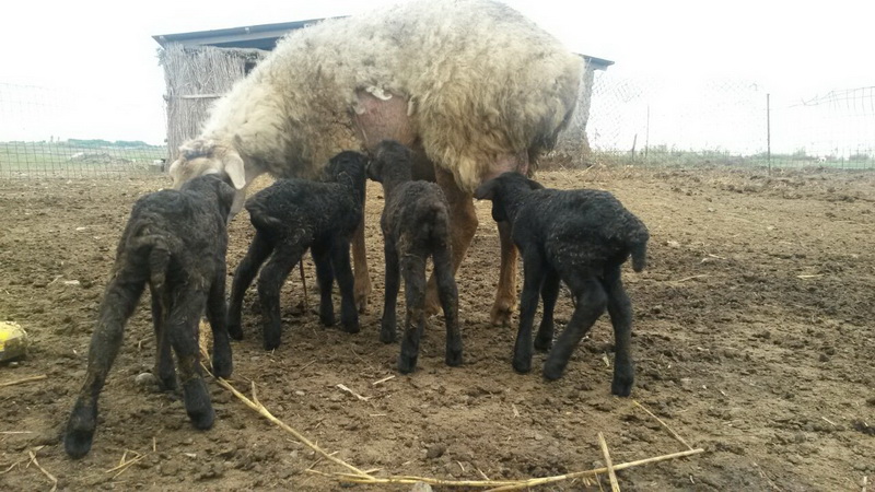 Azərbaycanda qoyun 4 bala verdi - FOTO