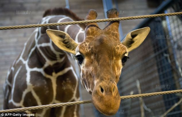 Zooparkda vəhşilik: balanı öldürüb şirlərə yedirtdilər - VİDEO - FOTO