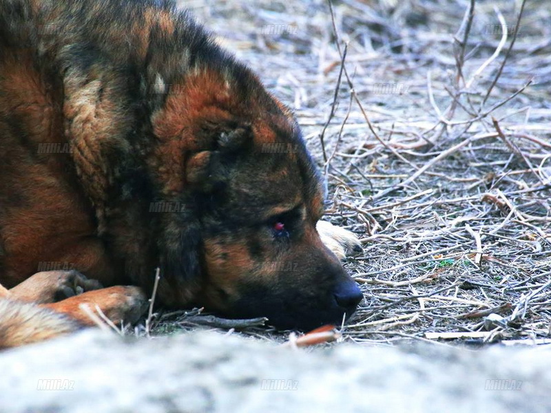 "Tərəkəmə" həyatından bəhs edən film - VİDEO - FOTO