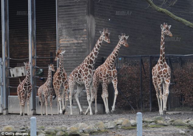 Zooparkda vəhşilik: balanı öldürüb şirlərə yedirtdilər - VİDEO - FOTO