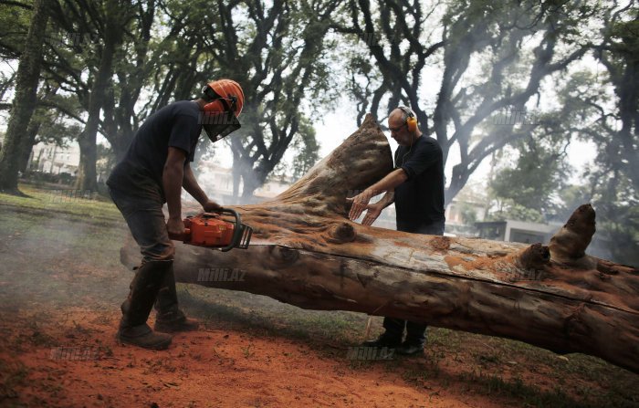 Park üçün ağacdan mebel - FOTO