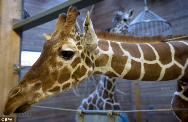 Zooparkda vəhşilik: balanı öldürüb şirlərə yedirtdilər - VİDEO - FOTO