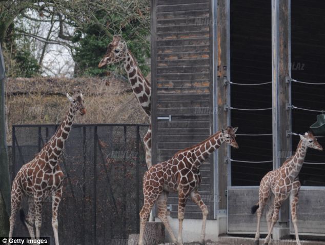 Zooparkda vəhşilik: balanı öldürüb şirlərə yedirtdilər - VİDEO - FOTO