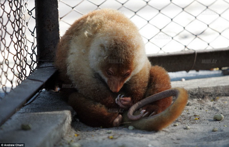 Ölüm düşərgəsinə dönən zoopark - FOTOSESSİYA