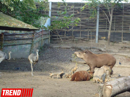 "Poza verən" heyvanlar... - FOTO