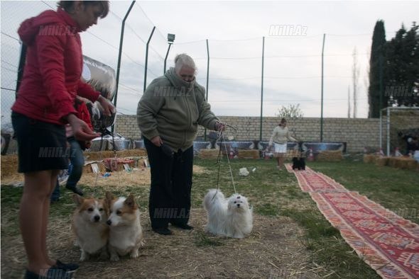 Gəncədə it sərgisi keçirildi - FOTO