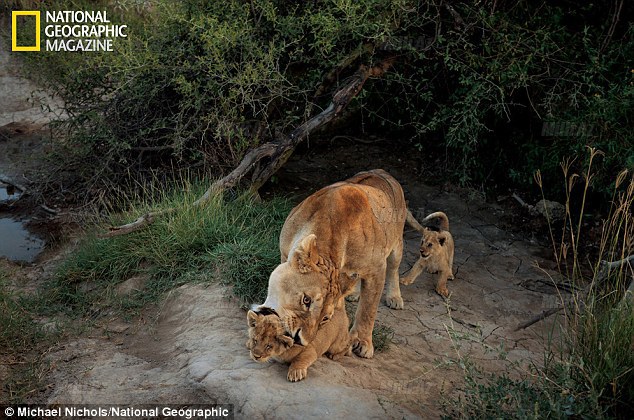 İki il aslanlar arasında - FOTO
