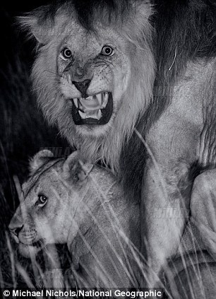 İki il aslanlar arasında - FOTO
